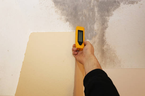 Best Basement Mold Removal  in Roland, IA