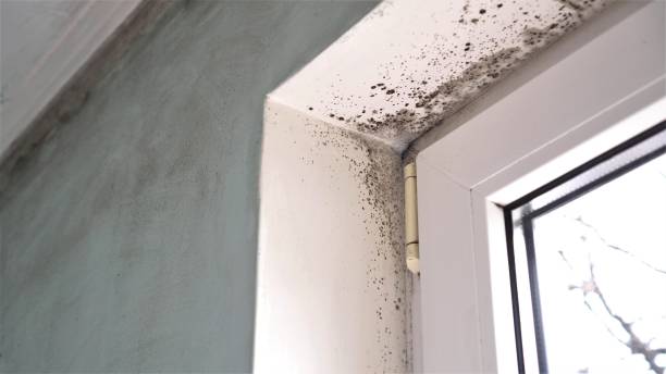 Best Black Mold Removal  in Roland, IA