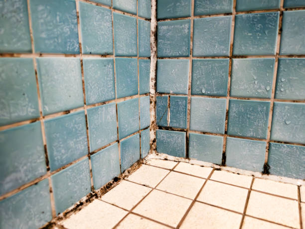 Best Environmental Consulting for Mold Prevention  in Roland, IA