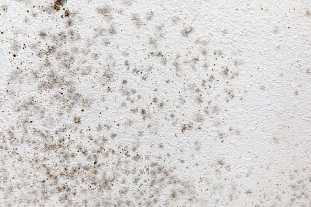 Best Airborne Mold Testing  in Roland, IA