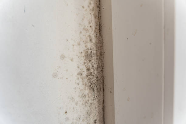 Best Mold Documentation for Insurance Claims  in Roland, IA
