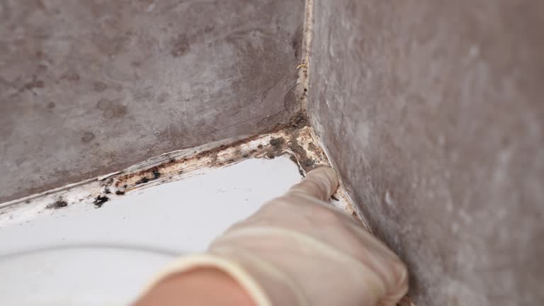 Asbestos and Lead Testing During Mold Inspection in Roland, IA